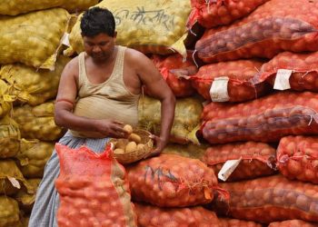 Fresh potatoes on display at a wholesale market in West Bengal, showcasing the vibrant agricultural trade in the region.