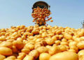 Potatoes in Odisha Market