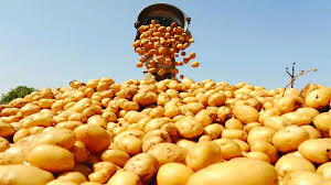 Potatoes in Odisha Market