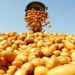 Potatoes in Odisha Market