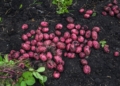 Hirapora Red Potatoes