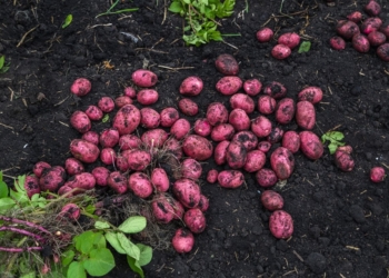 Hirapora Red Potatoes