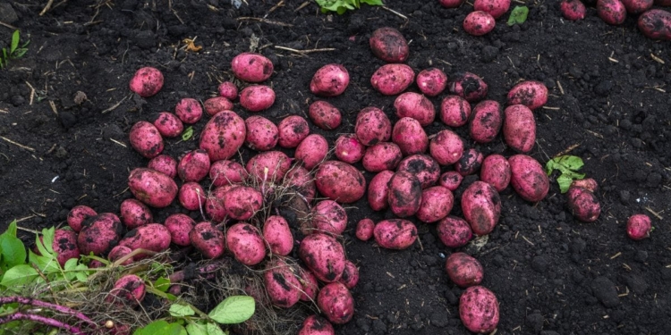 Hirapora Red Potatoes