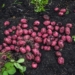 Hirapora Red Potatoes